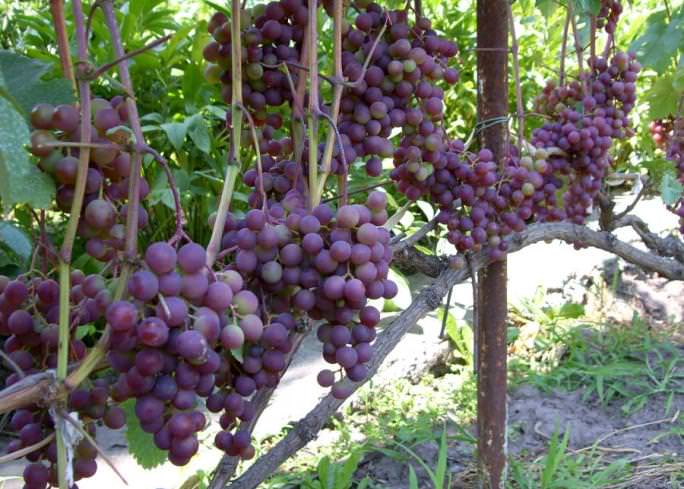 Сорт «Русский ранний» характеризуется высоким показателем урожайности