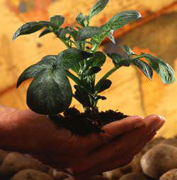 На территории Сибири картофель культивируется более двухсот лет