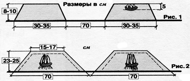 Картофель «Лига» выращивают на приусадебных участках традиционным рядовым способом