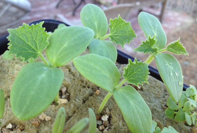 Огурцы сорта «Изящный» можно выращивать рассадным способом