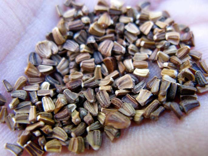 Корейские хризантемы можно выращивать семенами