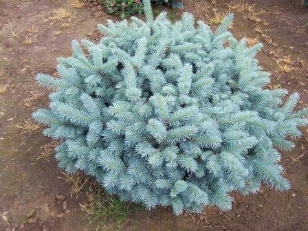 Ель колючая