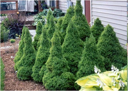 Ель канадская