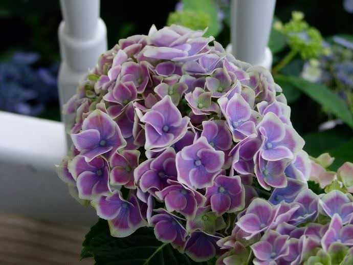 Идеальное место для комнатной гортензии – окно