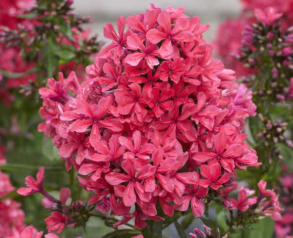 Высота цветка составляет всего 55 см, поэтому высаживать его можно не только на открытых участках, но и в контейнерах