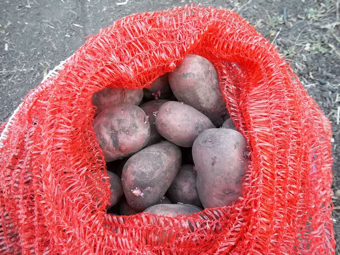 Семенные картофельные клубни сорта «Розара» желательно прорастить перед высаживанием