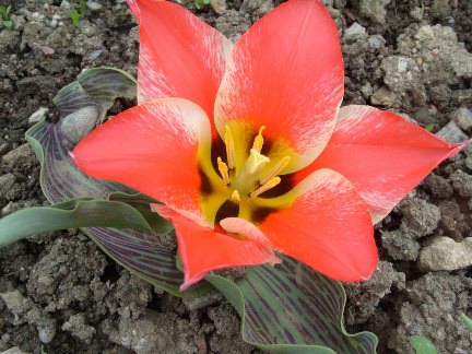 Такие разные тюльпаны