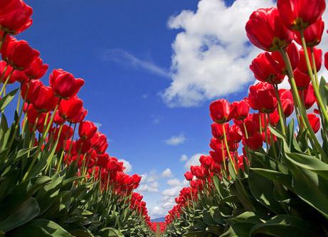 Такие разные тюльпаны