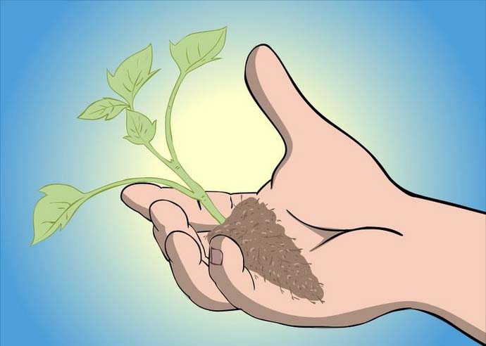 Посадка малины Гусар должна начинаться весной