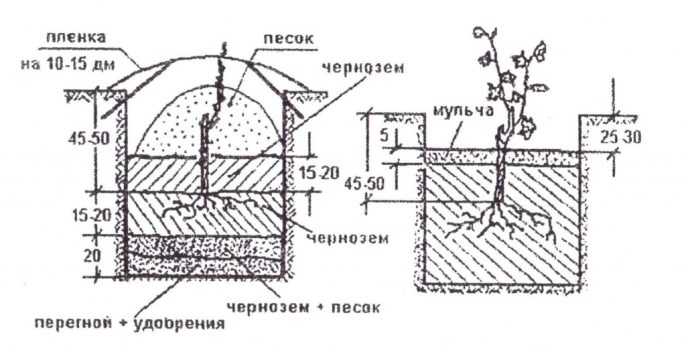 Урожайность и здоровье виноградника Краса Никополя зависит от правильно выполненной посадки саженцев