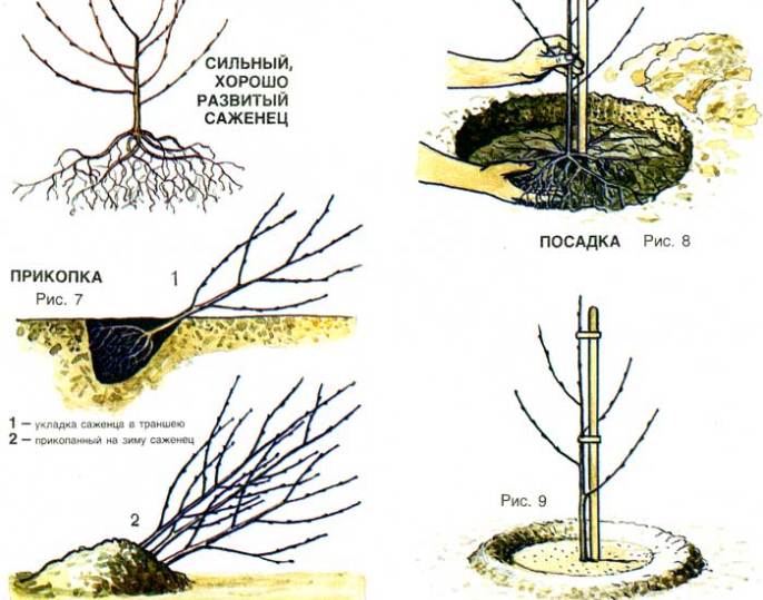 Даже хороший уход не станет гарантией того, что удастся вырастить вишню, если не были соблюдены некоторые тонкости при ее посадке