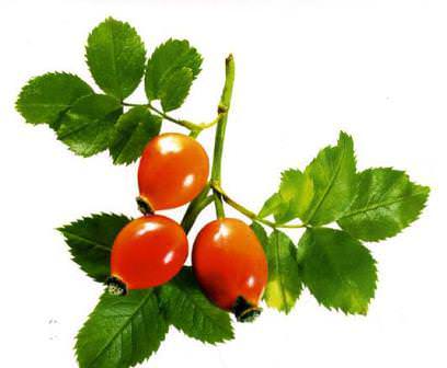 Шиповник — посадка и уход