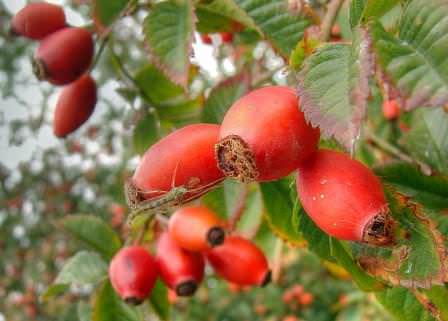 Как правильно посадить шиповник