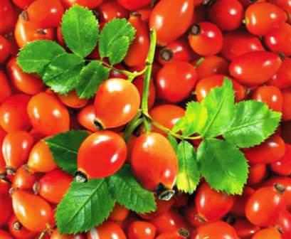 Сбор урожая шиповника