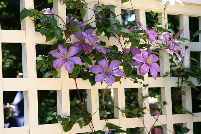 Шпалера – специальная подставка, каркас или опора для вьющихся и сильно растущих культур