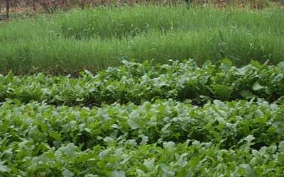 Как выбрать и вырастить сидераты на дачном участке?