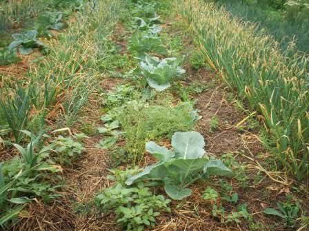 Основные причины выращивания сидеральных культур на даче — их польза