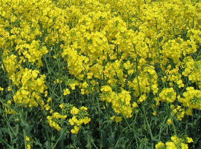 Изучите максимум информации о сидератах перед их посадкой на даче