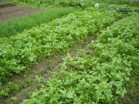 Выращивание сидератов семейства крестоцветных на дачном участке