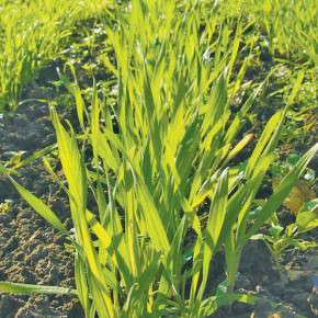 Рожь — один из лучших сидератов для дачного огорода