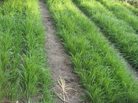 Когда выращивать сидераты на даче? Когда производить срез растений на мульчу?