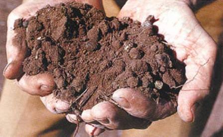 Обязательно изучите торф для применения на территории дачи, он может быть крайне полезен