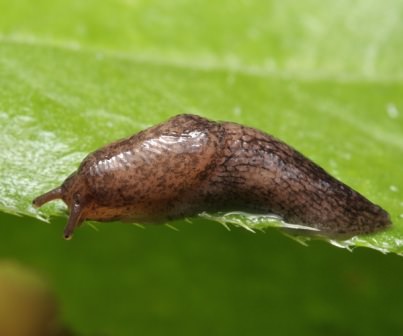 Как быстро и эффективно избавиться от слизней на грядках с огурцами?