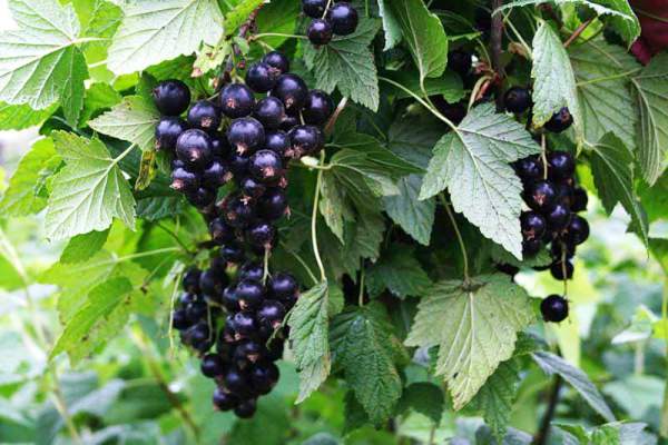 Как обновить кусты черной смородины