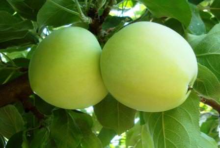 Белый налив