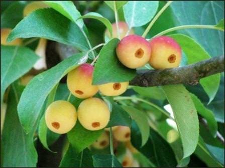 Яблоки сорта "Китайка"