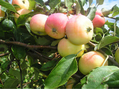 Яблоки сорта "Спартак"