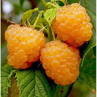 Желтый Гигант — великолепный сорт малины, который дает крупные и вкусные плоды