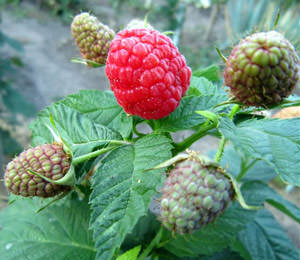 Выбираем лучший сорт малины для посадки на дачном участке