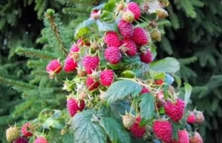 Сорт малины Полька позволит получать ежегодный стабильный урожай крупной и ароматной ягоды