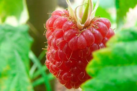 Ранние сорта малины: специально для людей, которые предпочитают ощутить вкус ягоды раньше всех