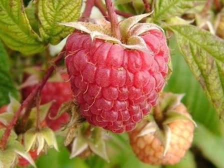 Сорта малины позднего созревания: для дачников, которые откладывают заготовки на осенний период