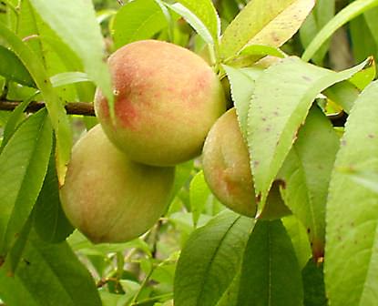 На даче нам нужен только качественный персик, а потому выбираем сорт для посадки внимательно
