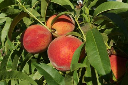 Персик Кардинал — не самый крупный, но самый вкусный по мнении международной комиссии