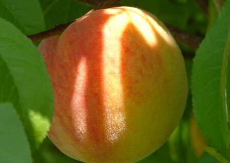 Персик Кремлевский — сладкий, сочный, урожайный, противостоит многим заболеваниям