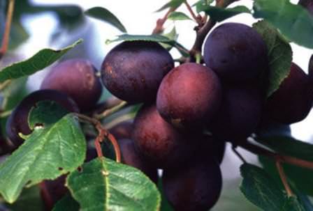 Слива Заречная — ранний сорт сливы с отличными урожайными показателями