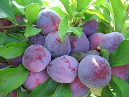 Слива Сувенир Востока — гордость любого дачника, выбравшего для посадки данный сорт