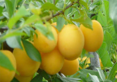 Ренклод — сорт сливы, который наилучшим образом подходит для дачи