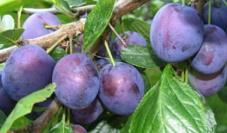 Выбирайте сорта сливы для дачи правильно, обратив внимание на все преимущества и недостатки