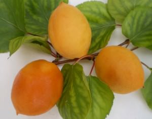 Сорт абрикоса Ялтинец — урожайный и крупноплодный сорт, который отлично противостоит многим заболеваниям сада