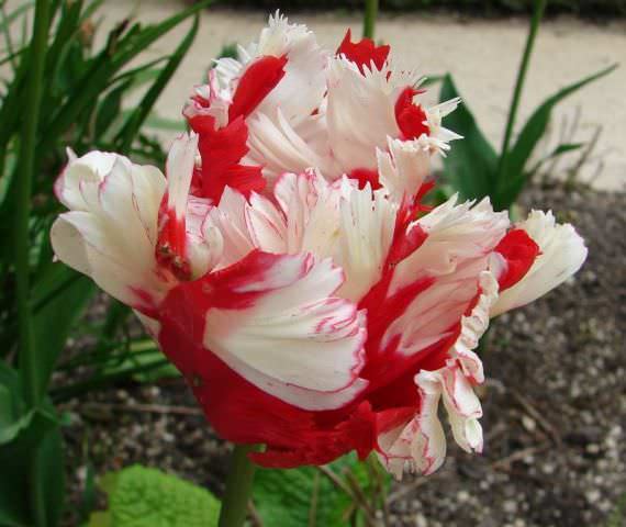 На данный момент существует более 4 тысяч сортов