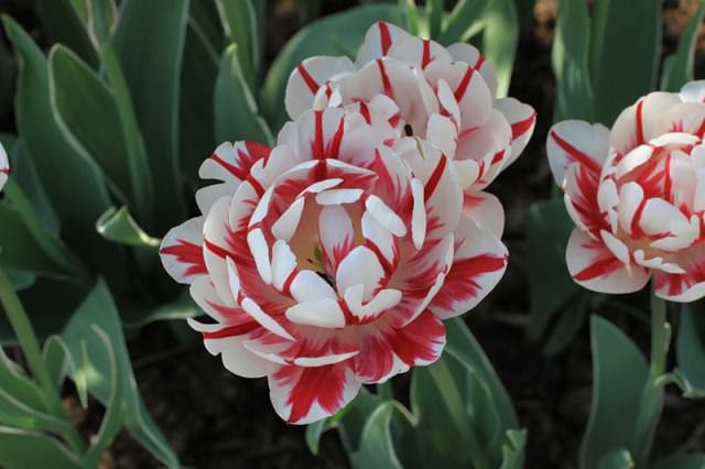 Некоторые из тюльпанов цветут в продолжение 1,5 месяцев