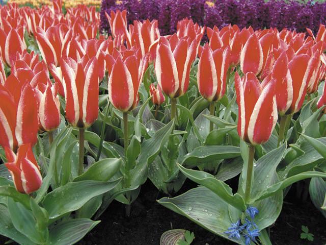 Свое название тюльпан получил от слова «тюли бан», что в переводе с персидского означает тюрбан