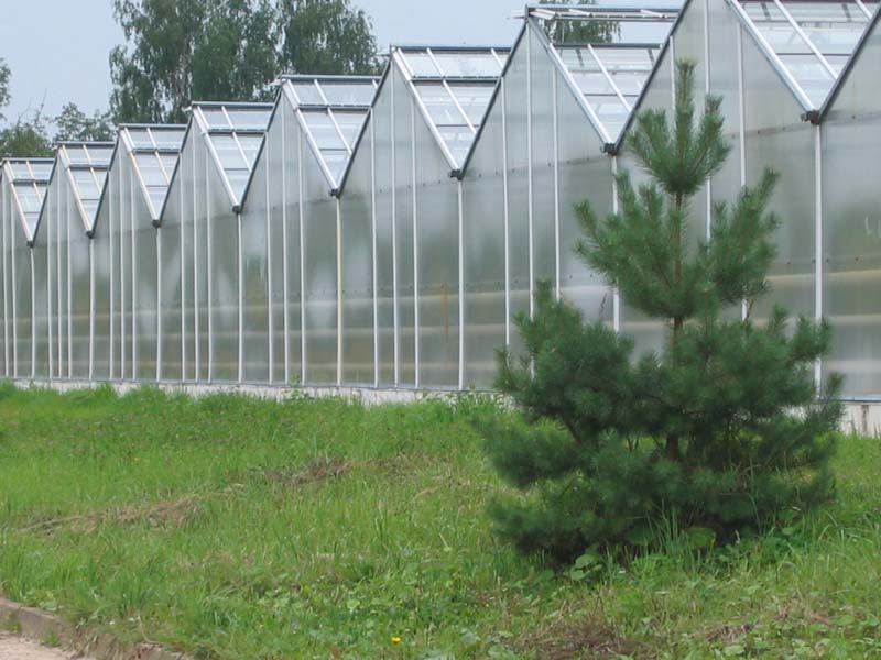 Построить теплицу из сотового поликарбоната просто, но мы рекомендуем прислушаться к совету опытных мастеров
