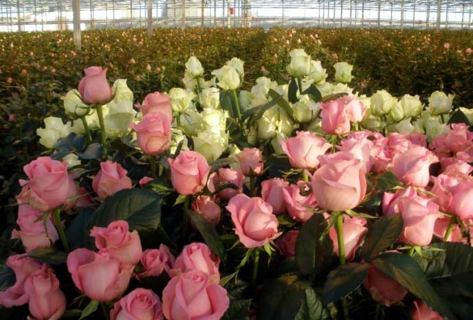 Бутоны роз срезают до их полного распускания, когда лепестки еще достаточно плотно сомкнуты