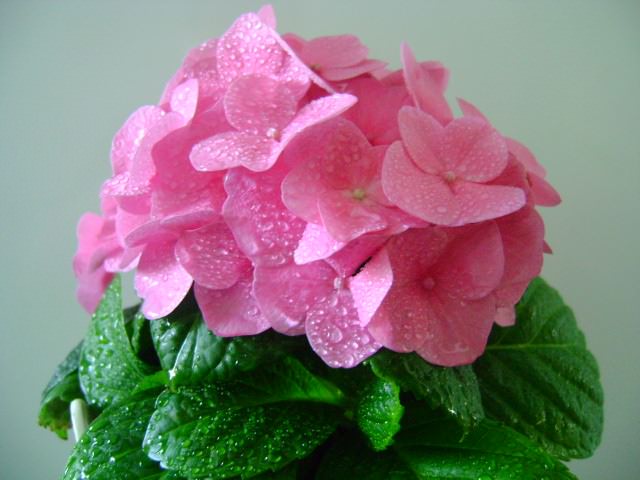 Правильный уход за гортензией состоит и в регулярных обильных поливах, особенно во время цветения